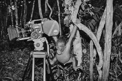 borneo