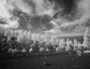 ir