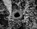 ir