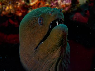 underwater